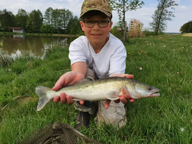 Zander
