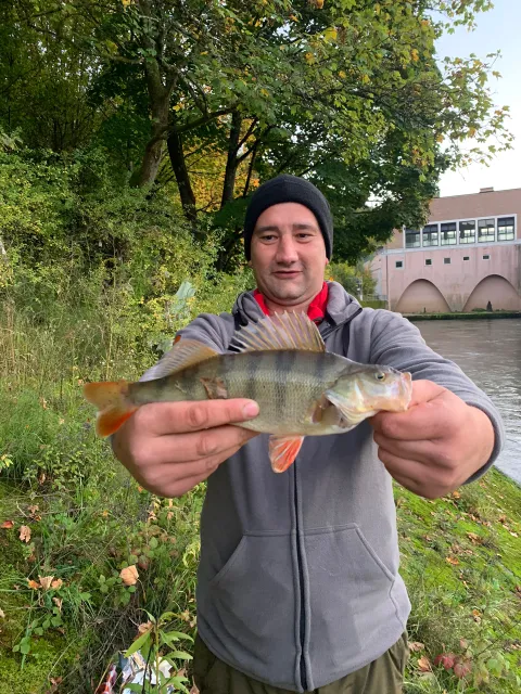 Flussbarsch