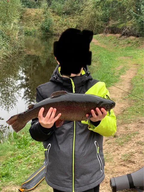 Regenbogenforelle