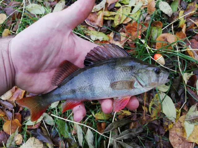 Flussbarsch