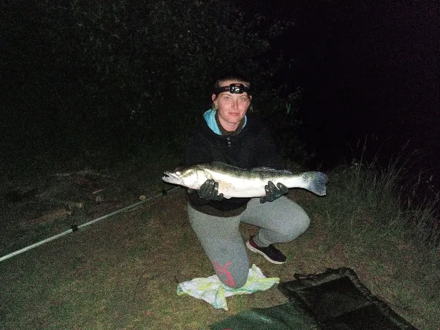 Zander