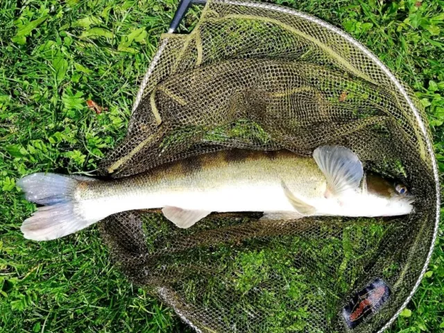 Zander