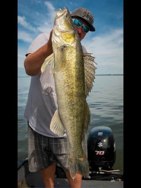 Zander