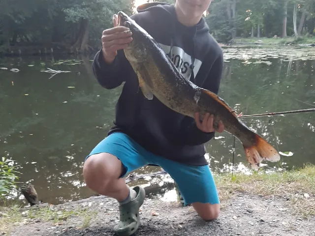 Zander