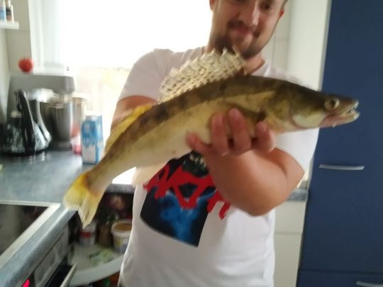 Zander