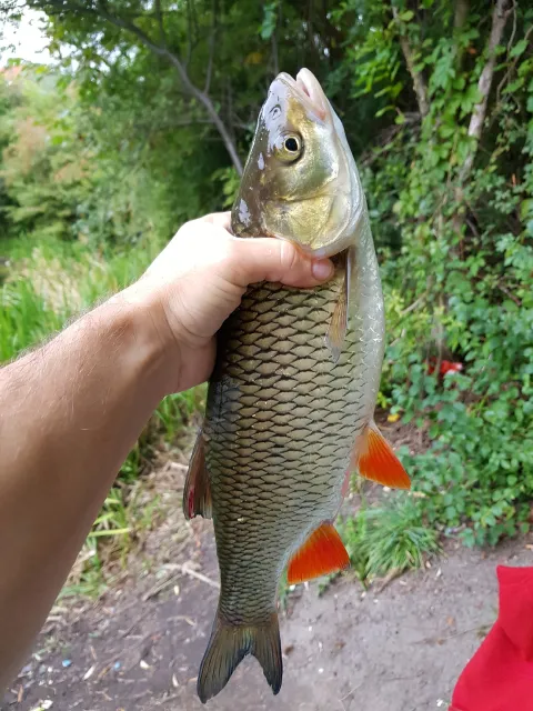 Döbel