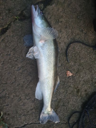 Zander
