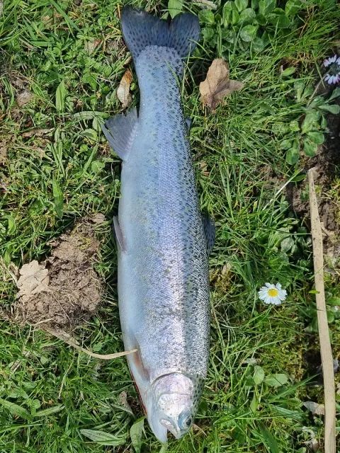 Regenbogenforelle
