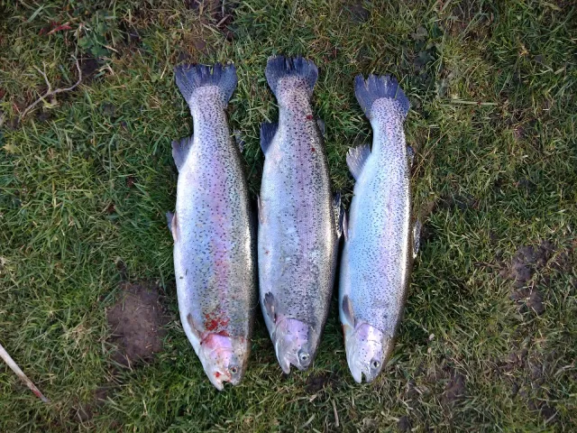 Regenbogenforelle