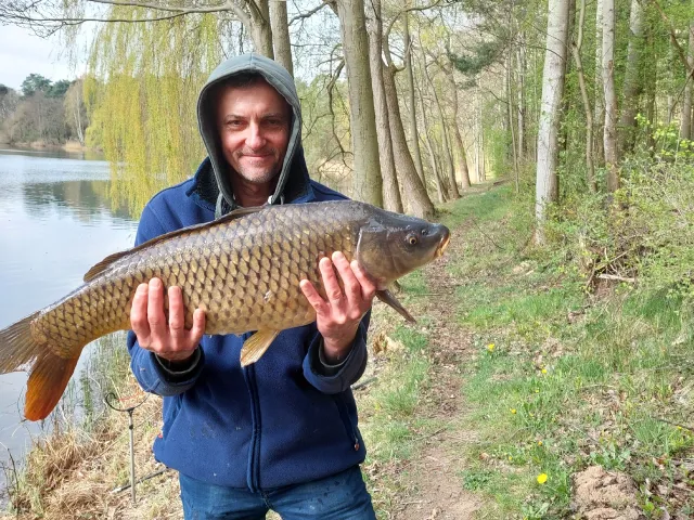 Karpfen