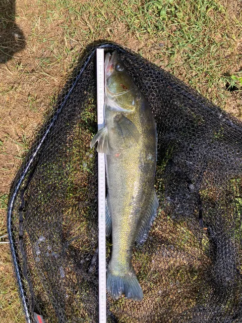 Zander