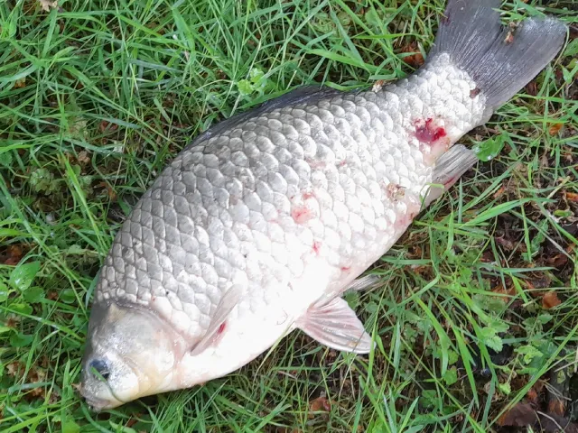Karausche