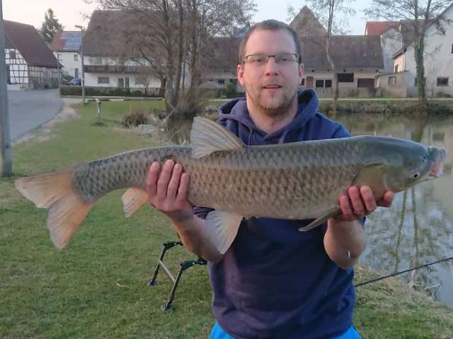Graskarpfen