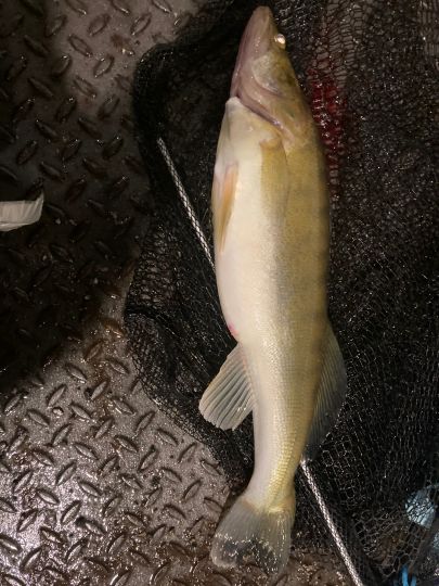 Zander