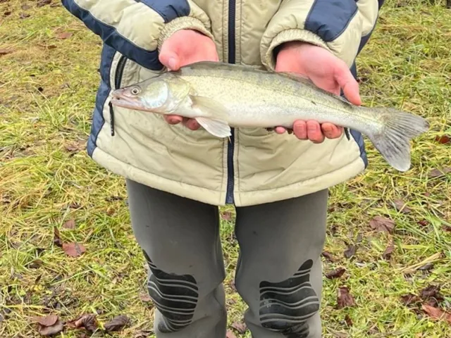 Zander
