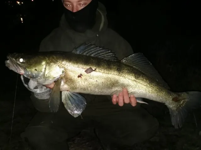 Zander
