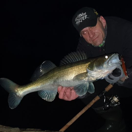 Zander