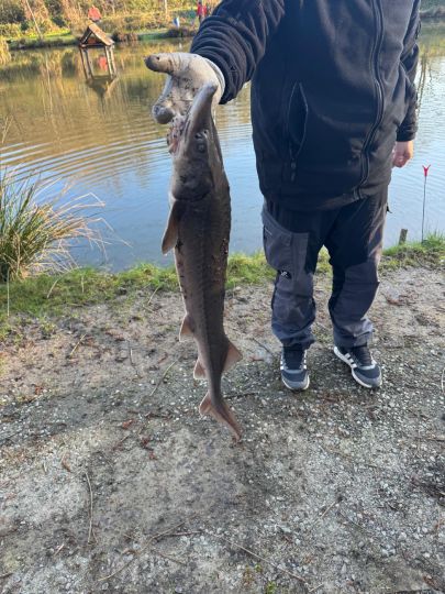 Stör