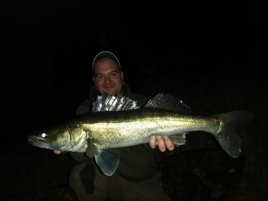 Zander
