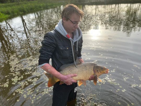 Karpfen