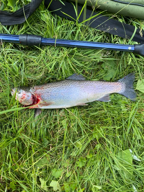 Regenbogenforelle