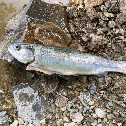 Regenbogenforelle