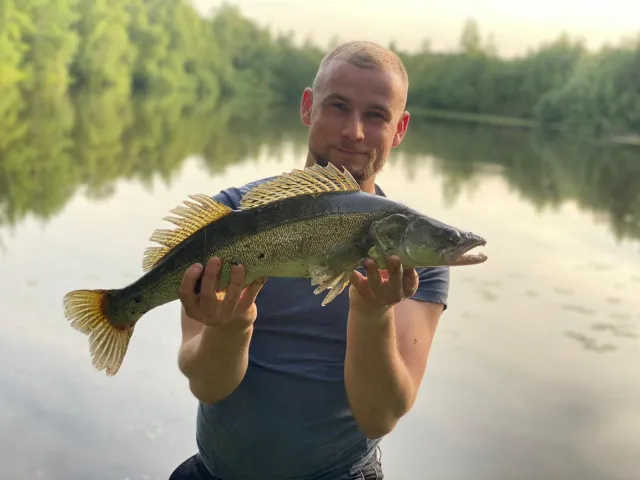 Zander