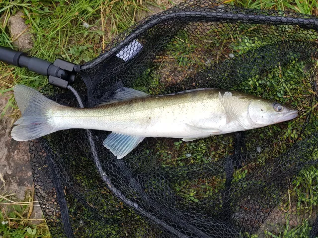 Zander