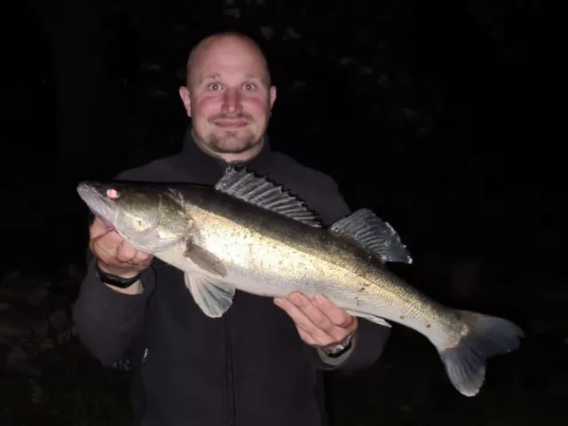 Zander