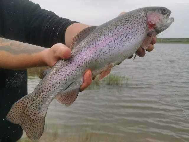 Regenbogenforelle