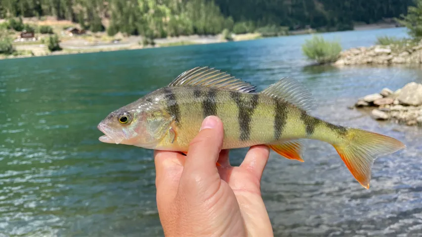 Flussbarsch