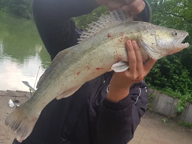 Zander