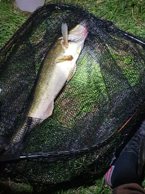 Zander