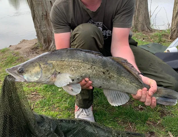 Zander