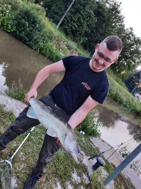 Zander