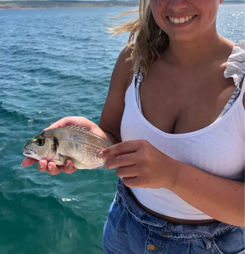 Dorade