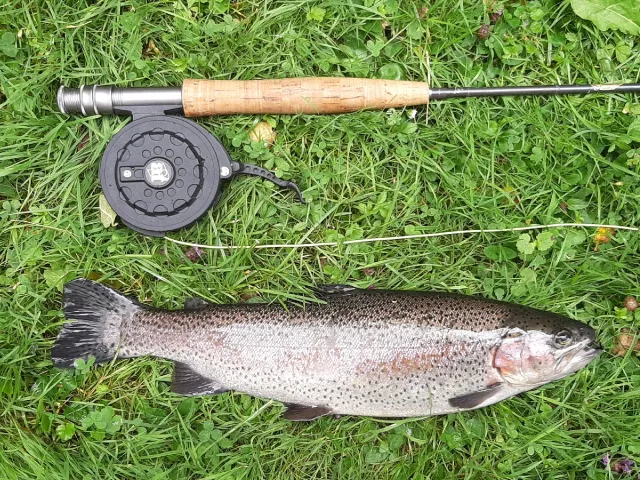 Regenbogenforelle