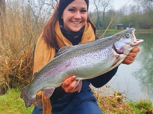 Regenbogenforelle
