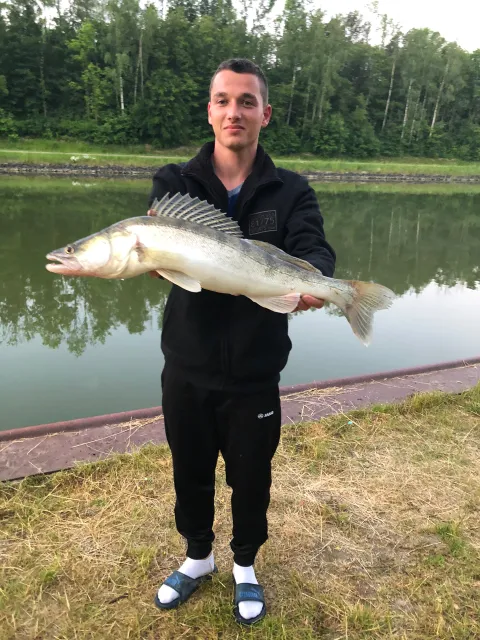 Zander
