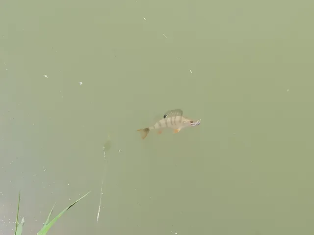 Flussbarsch