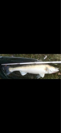 Zander