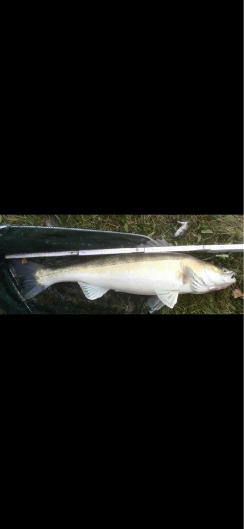 Zander