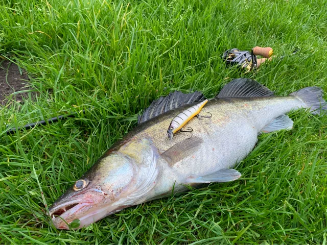 Zander