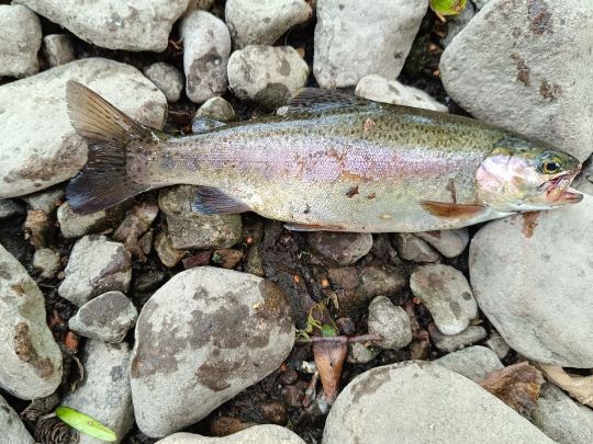 Regenbogenforelle