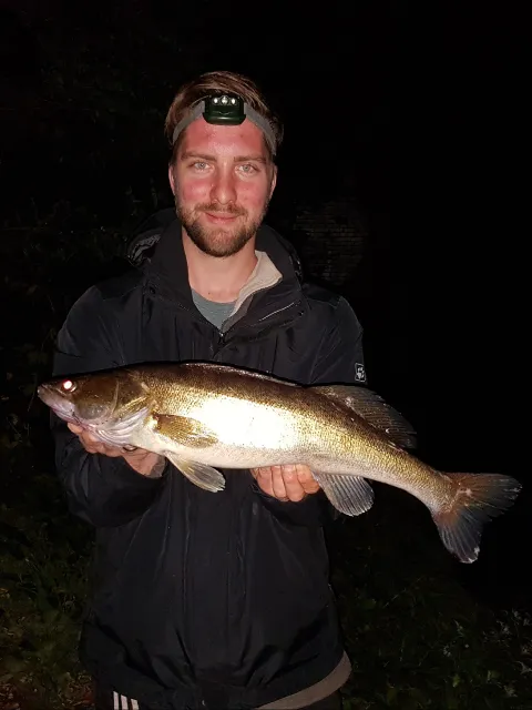 Zander