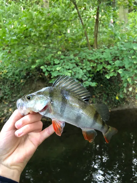 Flussbarsch
