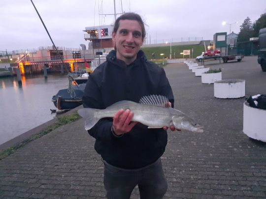 Zander
