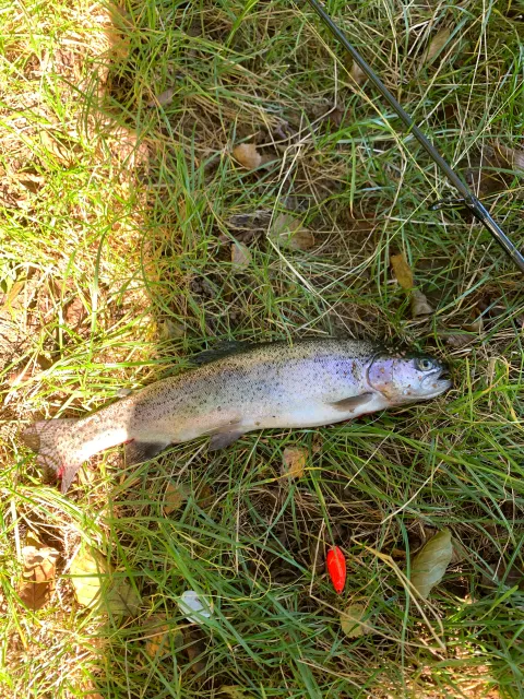Regenbogenforelle
