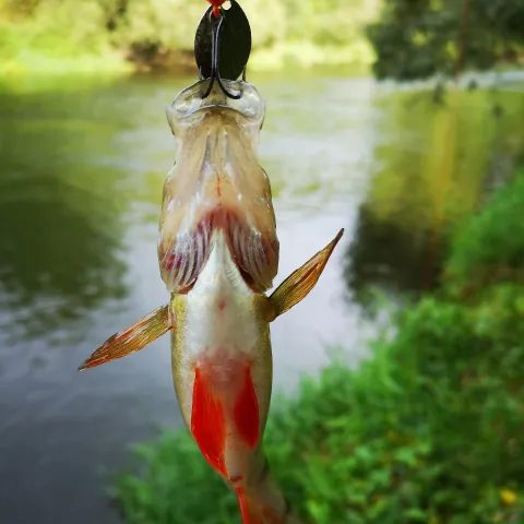 Flussbarsch