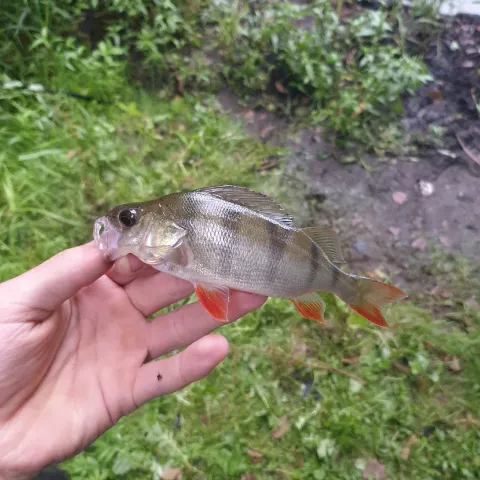 Flussbarsch